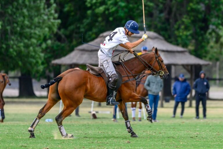 polo ponies
